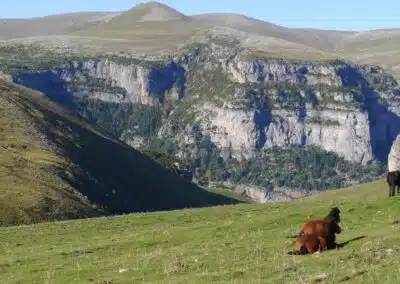 Vacas de montaña en los miradores del cañón de Ordesa con acantilados pirenaicos